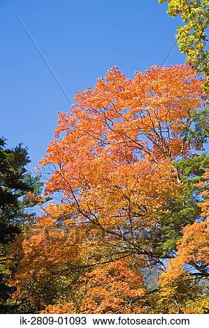 Autumnal Leaves against Blue Sky View Large Photo Image Stock Image - Autumnal Leaves against Blue Sky. Fotosearch