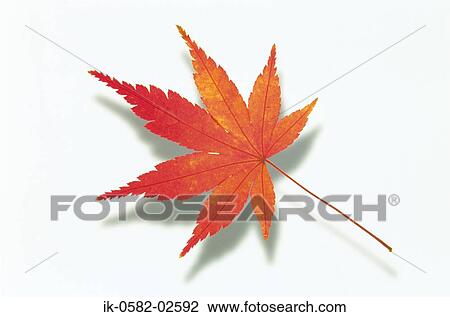 Autumnal Maple Leaf on White Background View Large Photo Image Stock Image - Autumnal Maple Leaf on White Background. Fotosearch