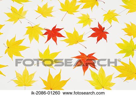 Autumnal Maple Leaf on White Background View Large Photo Image Stock Image - Autumnal Maple Leaf on White Background. Fotosearch