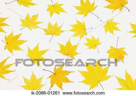 Autumnal Maple Leaf on White Background View Large Photo Image Stock Image - Autumnal Maple Leaf on White Background. Fotosearch