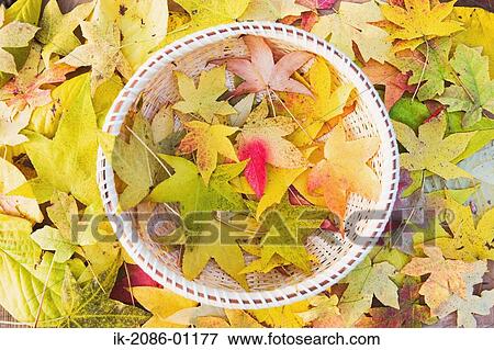 Stock Photo - Autumnal Maple Leaves in Basket. Fotosearch