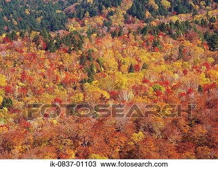 Autumnal trees in forest View Large Photo Image Stock Image - Autumnal trees in forest. Fotosearch