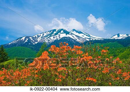 Azalea Flowers and Snow Covered Mountain in Forest View Large Photo Image Picture - Azalea Flowers and Snow Covered Mountain in Forest. Fotosearch