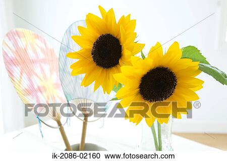 Bamboo fans with sunflowers in vase View Large Photo Image Stock Image - Bamboo fans with sunflowers in vase. Fotosearch