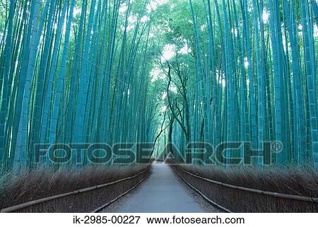 Bamboo Tree in Takebayashi View Large Photo Image Stock Photo - Bamboo Tree in Takebayashi. Fotosearch