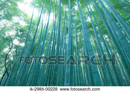 Bamboo Tree in Takebayashi View Large Photo Image Stock Photo - Bamboo Tree in Takebayashi. Fotosearch