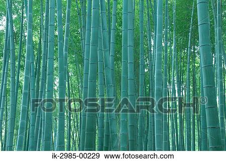 Stock Photo - Bamboo Tree in Takebayashi. Fotosearch