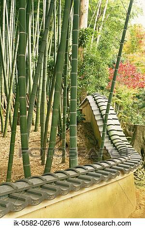 Bamboo Trees Near Wall View Large Photo Image Stock Photograph - Bamboo Trees Near Wall. Fotosearch