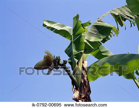 Banana Tree with Leaves and Green Bananas View Large Photo Image Stock Photography - Banana Tree with Leaves and Green Bananas. Fotosearch