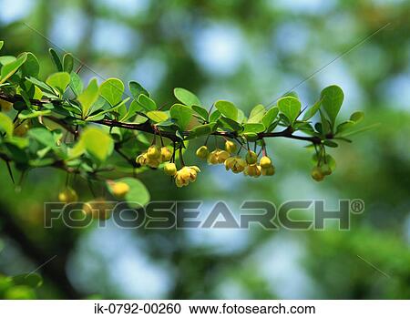 Barberry Flowers on Twig View Large Photo Image Stock Image - Barberry Flowers on Twig. Fotosearch
