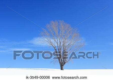 Bare trees on snowfield with blue sky in background View Large Photo Image Stock Photograph - Bare trees on snowfield with blue sky in background. Fotosearch