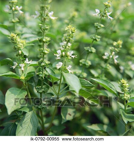 Basil with Blooming Flowers View Large Photo Image Stock Photography - Basil with Blooming Flowers. Fotosearch