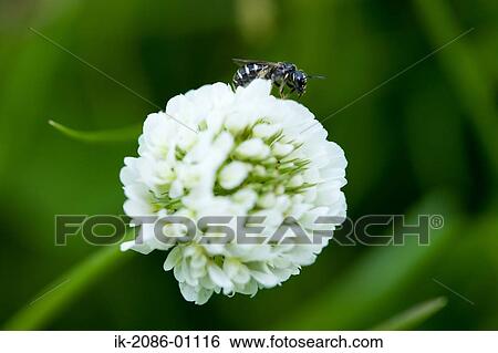 Bee Feeding on Clover Flower View Large Photo Image Stock Photograph - Bee Feeding on Clover Flower. Fotosearch