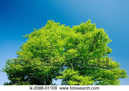 Stock Photo - Beech Tree against Blue Sky. Fotosearch