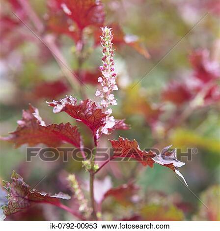 Stock Image - Beefsteak Plant Growing with Flowers. Fotosearch