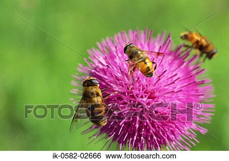 Bees on Burdock Flower View Large Photo Image Stock Photograph - Bees on Burdock Flower. Fotosearch