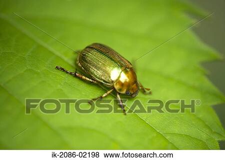 Beetle sitting on green leaf View Large Photo Image Stock Photo - Beetle sitting on green leaf. Fotosearch