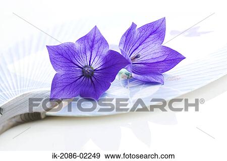 Bellflowers lying on bamboo fan View Large Photo Image Stock Photo - Bellflowers lying on bamboo fan. Fotosearch