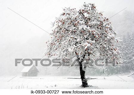 Berry Tree Covered with Snow View Large Photo Image Stock Photo - Berry Tree Covered with Snow. Fotosearch