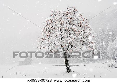 Berry Tree Covered with Snow View Large Photo Image Stock Photo - Berry Tree Covered with Snow. Fotosearch
