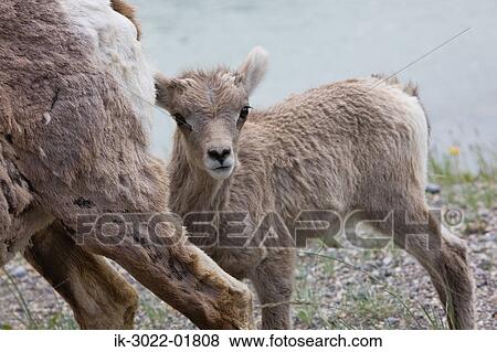Bighorn Lamb Sheep at Canadian Rockies, Alberta, Canada View Large Photo Image Stock Photo - Bighorn Lamb Sheep at Canadian Rockies, Alberta, Canada. Fotosearch