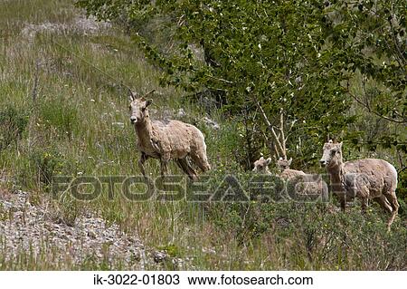 Bighorn Sheep Grazing View Large Photo Image Stock Image - Bighorn Sheep Grazing. Fotosearch