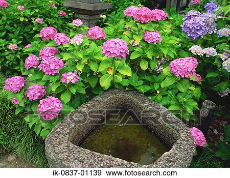 Stock Photo - Birdbath with flowers in garden. Fotosearch