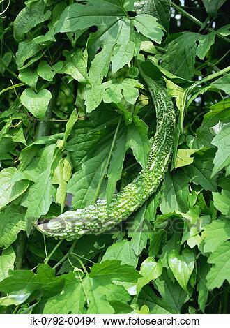 Picture - Bitter Melon Hanging on Tree. Fotosearch