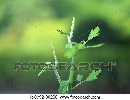 Black Bugbane Herbal Plant View Large Photo Image Stock Photograph - Black Bugbane Herbal Plant. Fotosearch