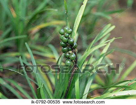 Stock Photography - Black Mondo Grass with Fruits. Fotosearch