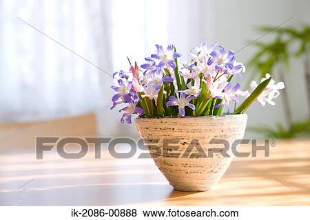 Blooming Colorful Vase on Table View Large Photo Image Stock Photo - Blooming Colorful Vase on Table . Fotosearch