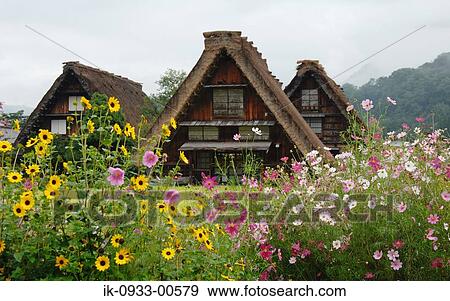 Blooming Cosmos Flower and Japanese House in Background View Large Photo Image Stock Photo - Blooming Cosmos Flower and Japanese House in Background . Fotosearch