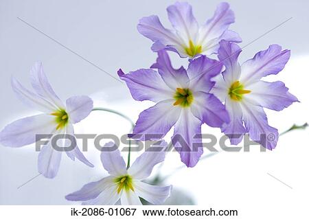Blooming Flowers on White Background View Large Photo Image Stock Photo - Blooming Flowers on White Background. Fotosearch