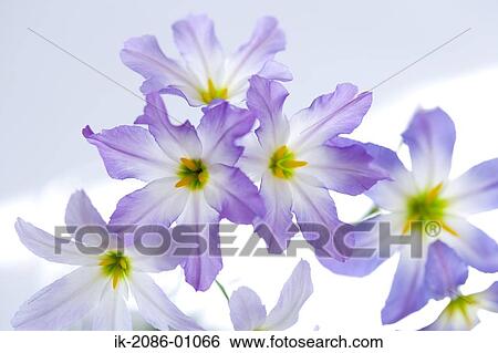 Blooming Flowers on White Background View Large Photo Image Stock Photograph - Blooming Flowers on White Background. Fotosearch