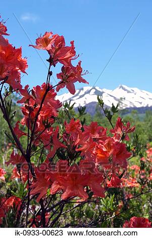 Blooming Pink Azalea in Garden, Plant View Large Photo Image Stock Image - Blooming Pink Azalea in Garden, Plant. Fotosearch