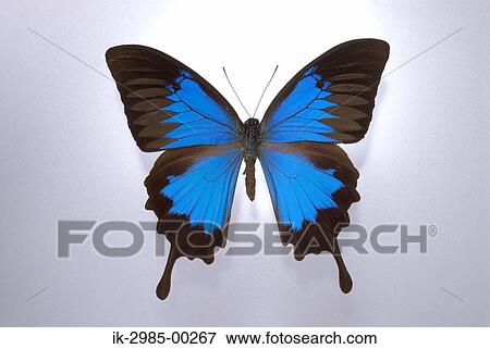 Stock Photo - Blue Butterfly in Studio. Fotosearch