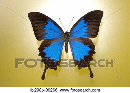 Blue Butterfly in Studio View Large Photo Image Stock Photograph - Blue Butterfly in Studio . Fotosearch