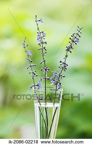 Blue flowers in a vase View Large Photo Image Stock Photo - Blue flowers in a vase. Fotosearch