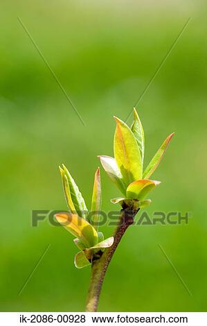 Stock Photo - Blueberry Plant Growing. Fotosearch