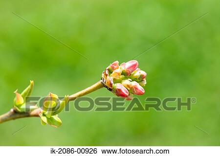 Stock Photograph - Blueberry Plant Growing. Fotosearch