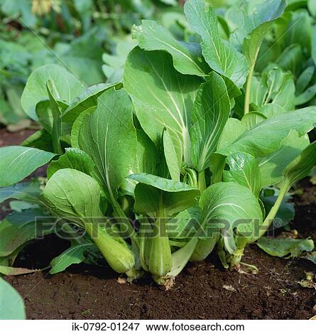 Bok Choy Growing in Field View Large Photo Image Stock Photo - Bok Choy Growing in Field. Fotosearch