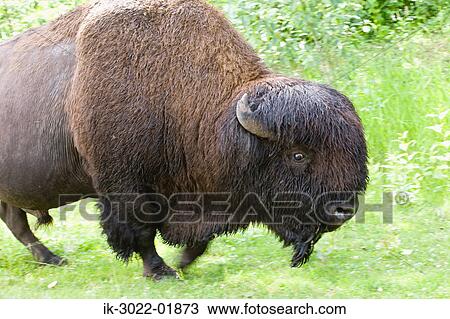 Bosin at Elk Island National Park, Edmonton, Canada View Large Photo Image Stock Image - Bosin at Elk Island National Park, Edmonton, Canada. Fotosearch