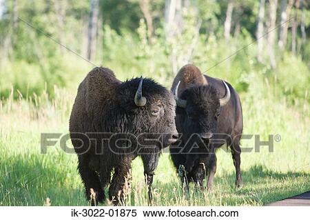 Stock Photography - Bosin at Elk Island National Park, Edmonton, Canada. Fotosearch