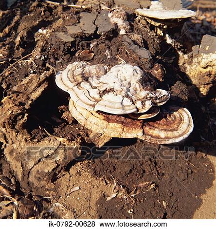 Stock Photo - Bracket Fungus Or Shelf Fungus. Fotosearch