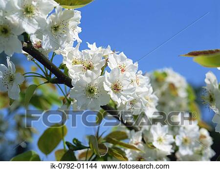 Branch of Pear Tree with White Flowers View Large Photo Image Picture - Branch of Pear Tree with White Flowers . Fotosearch