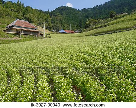 Buckwheat Field Nakatado, Kagawa Prefecture View Large Photo Image Stock Image - Buckwheat Field Nakatado, Kagawa Prefecture. Fotosearch