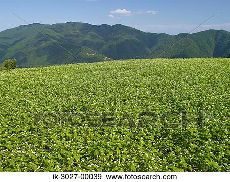 Buckwheat Field Nakatado, Kagawa Prefecture View Large Photo Image Stock Photo - Buckwheat Field Nakatado, Kagawa Prefecture. Fotosearch