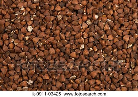 Buckwheat Grains (Fagopyrum Esculentum) View Large Photo Image Stock Photography - Buckwheat Grains (Fagopyrum Esculentum). Fotosearch