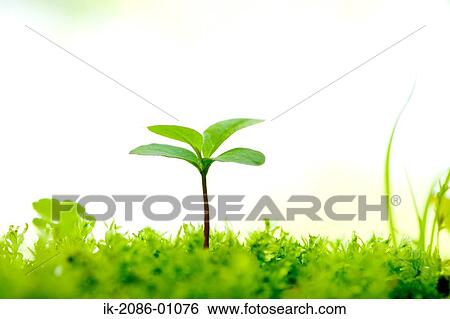 Bud Growing in Field View Large Photo Image Stock Photograph - Bud Growing in Field. Fotosearch
