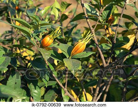 Bud of Gardenia Flower on Plants View Large Photo Image Stock Photo - Bud of Gardenia Flower on Plants. Fotosearch